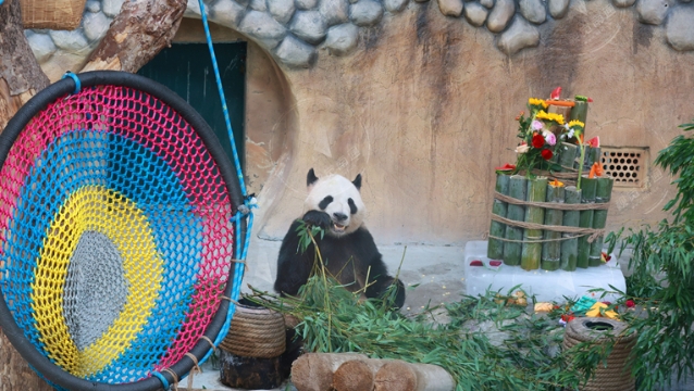 南通森林野生動物園熊貓兄妹7歲啦