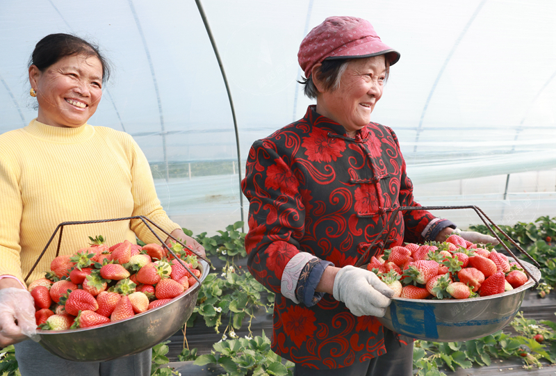 江心沙農場草莓大量上市 預計節前有2.5萬斤供應節日市場